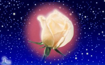 The Christmas Rose – A Calling to the Heart of God